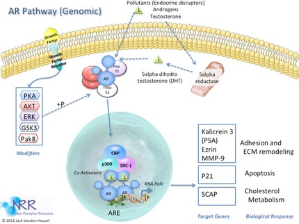 AR Genomic Signaling