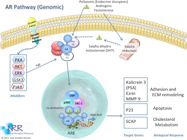 AR Genomic Signaling