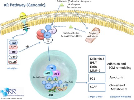 AR Genomic Signaling
