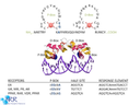 DNA Binding domain