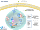FXR Pathway