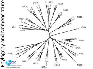 NR Nomenclature
