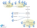 NRs and cellular metabolites