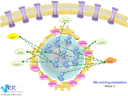 NRs and metabolism Phase 2