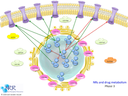 NRs and metabolism Phase 3