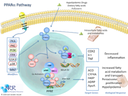 PPARalpha Pathway