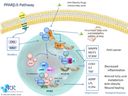 PPARbeta Pathway