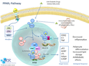 PPARgamma Pathway