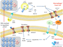 Reverse Cholesterol Transport and NRs