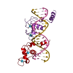 VDR DNA